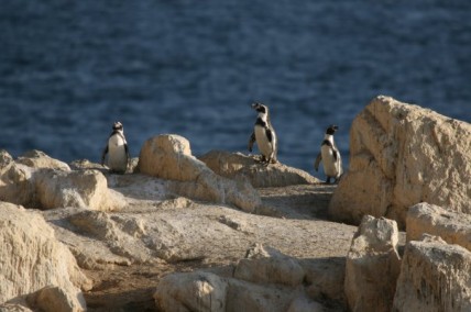 pinguins1