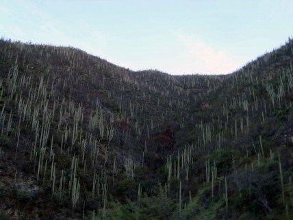 florestadecactus